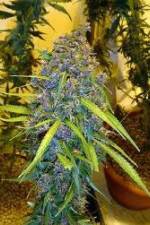 Marijuana: It’s Time for a Conversation